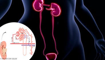 La filtración glomerular