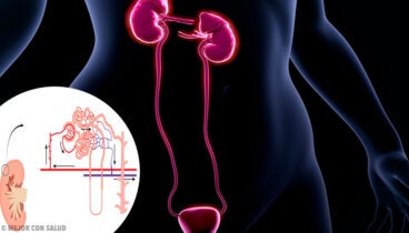 La filtración glomerular
