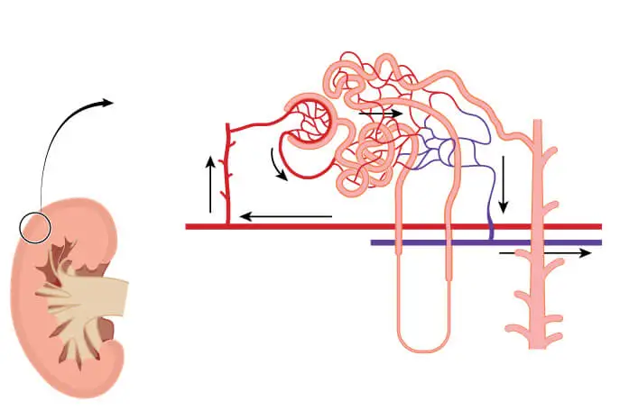 La tasa de filtración glomerular