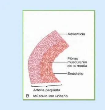 EL músculo liso unitario.