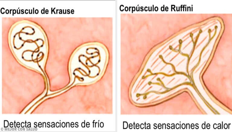 Los termorreceptores