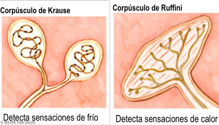 Los termorreceptores