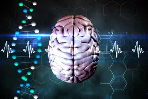 Representación de cerebro y encefalograma