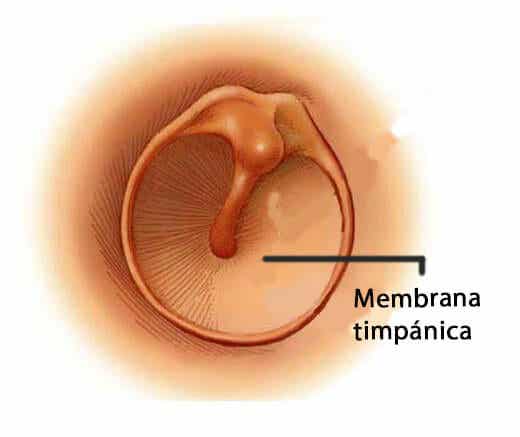 Membrana timpánica (tímpano). Anatomía del oído