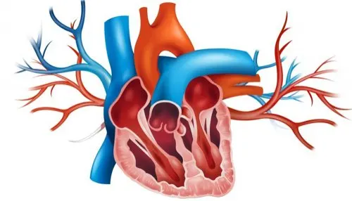 Origen del prolapso de la válvula mitral