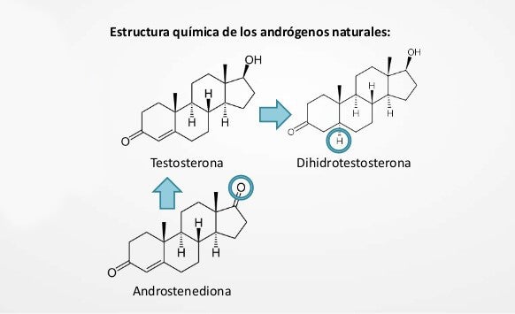 Otros tipos de andrógenos