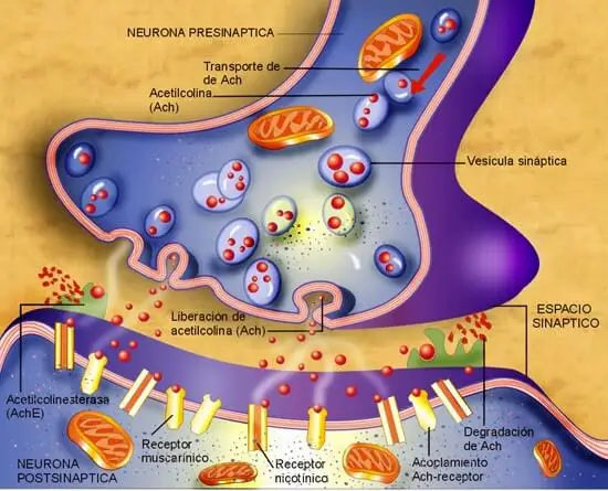 Placa neuromuscular 2