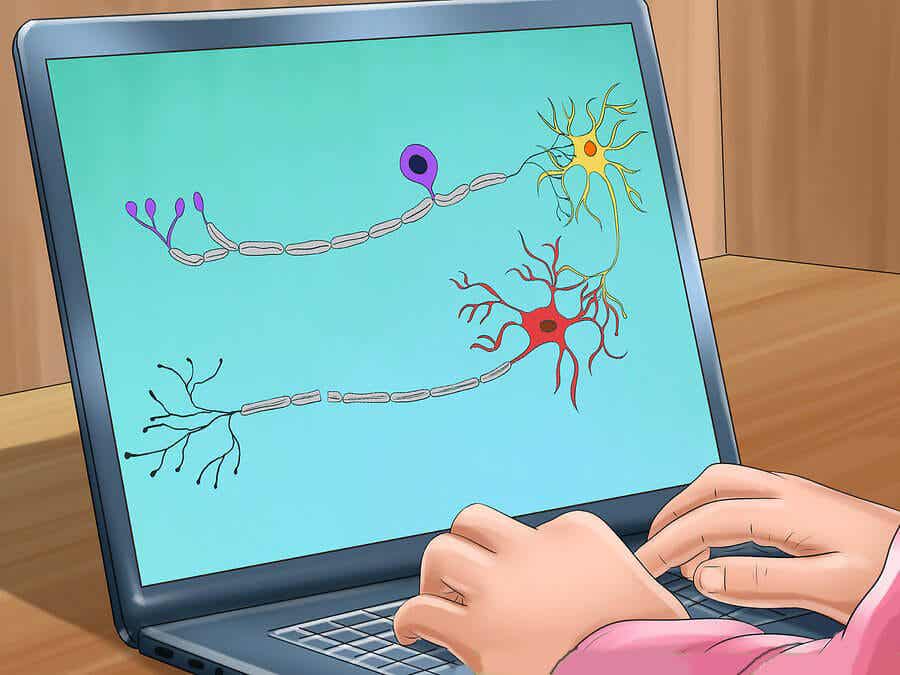 Placa neuromuscular: qué es y cómo funciona
