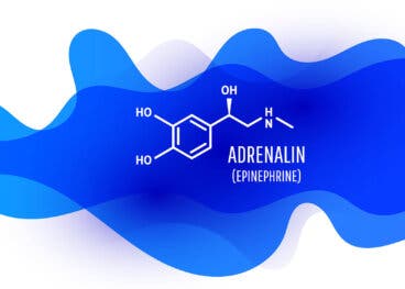 Así funciona y nos hace actuar la adrenalina