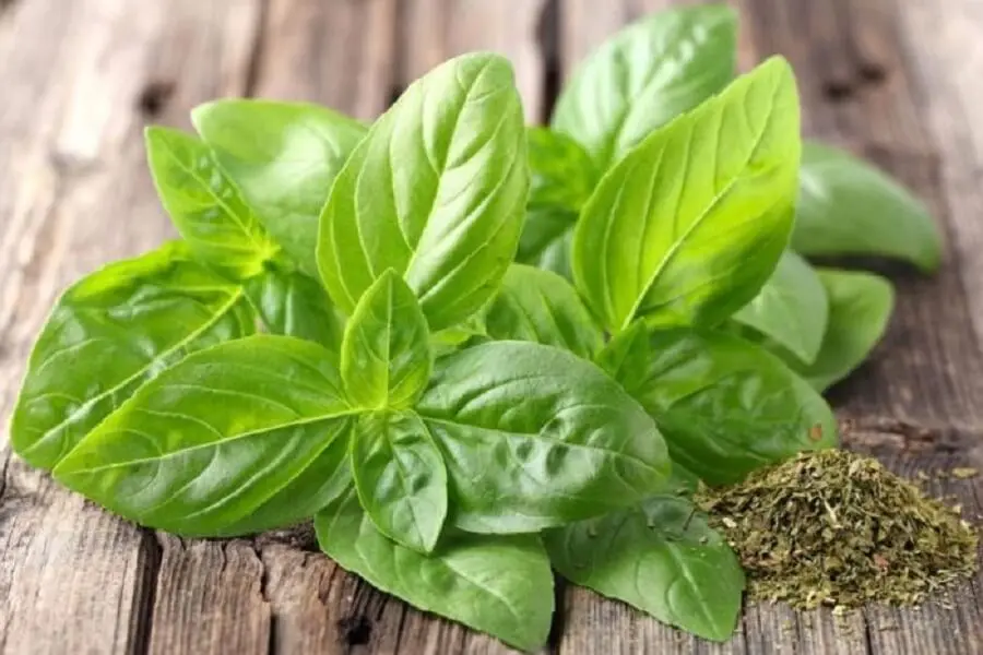 albahaca para la amenorrea
