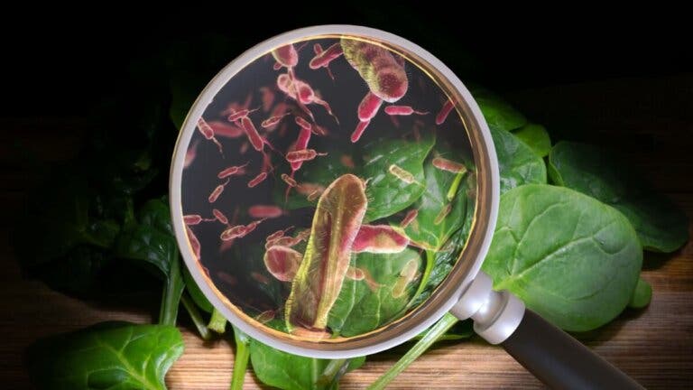 Alimentos con más gérmenes y cómo protegerse