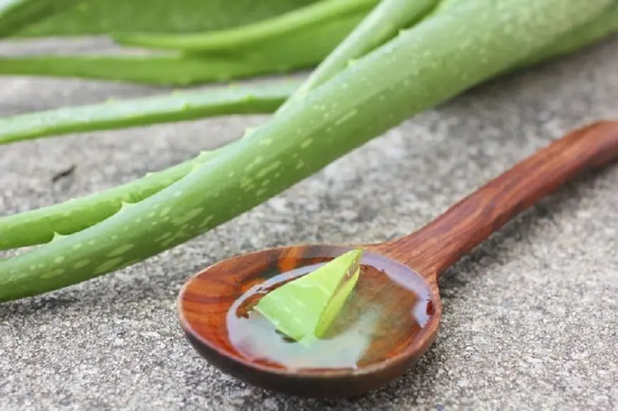 aloe-vera