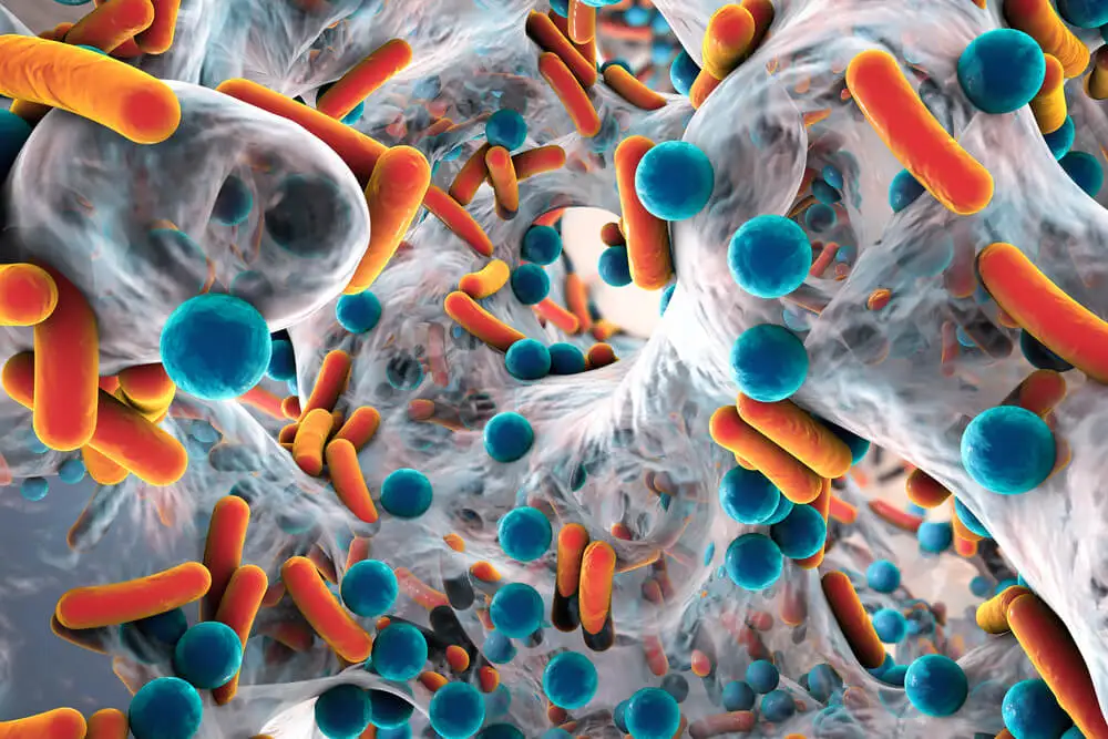 Amoxicilina organismo