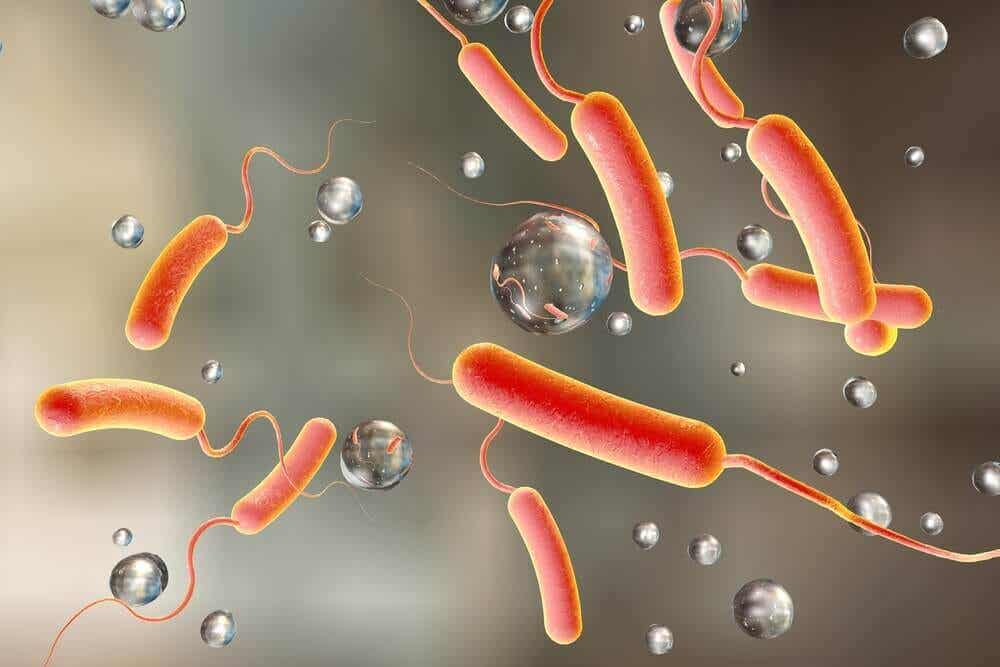 Bacteria del cólera.