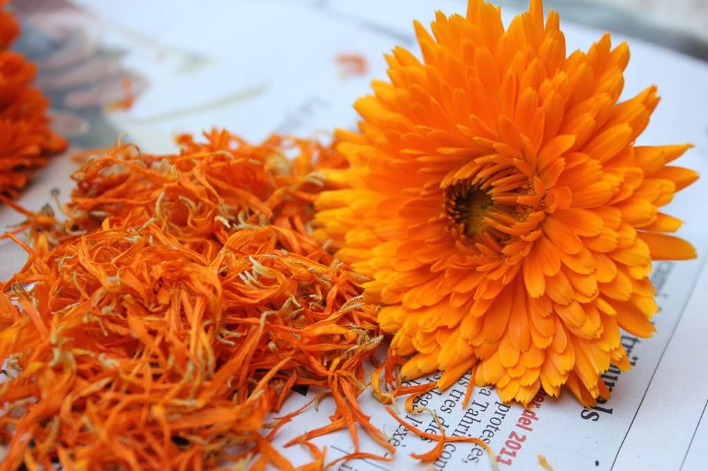 calendula