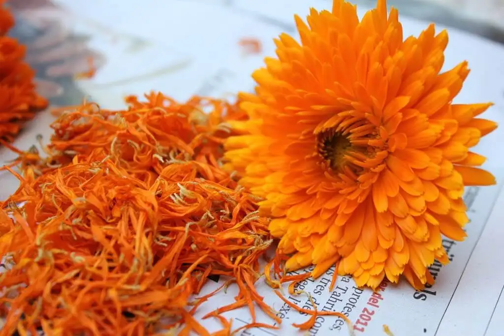 calendula