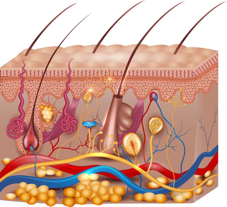 Anatomía del tacto