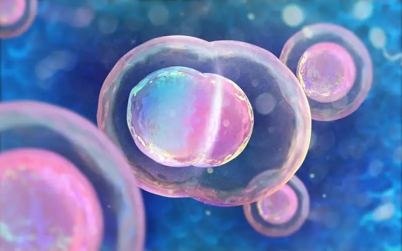 ciclo de krebs celulas2