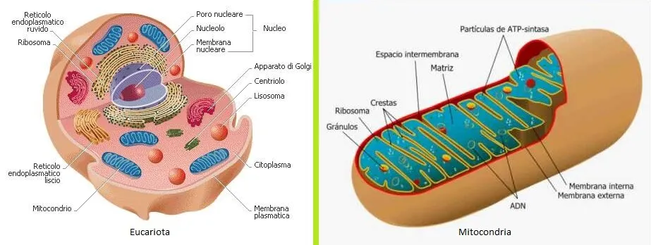 ciclo de krebs eucariota