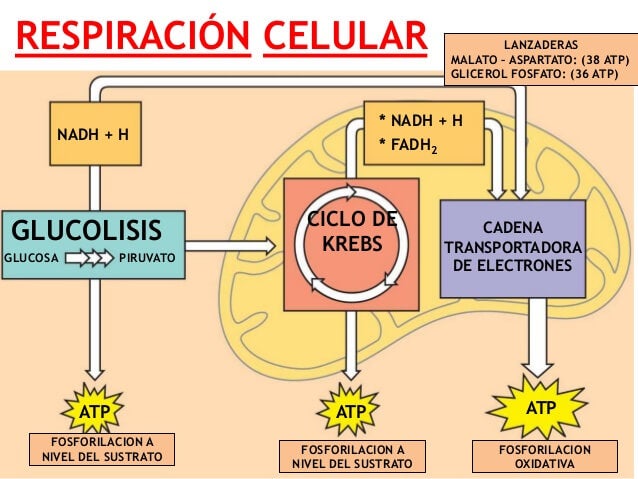ciclo de krebs fases