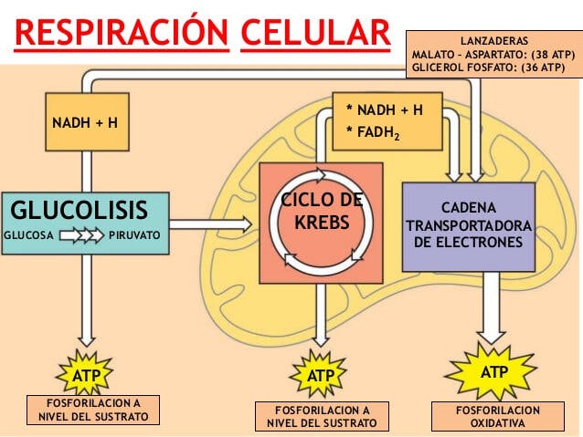 ciclo de krebs fases