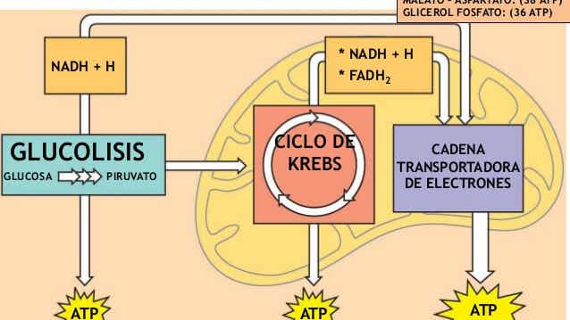 Donde Ocurre El Ciclo De Krebs