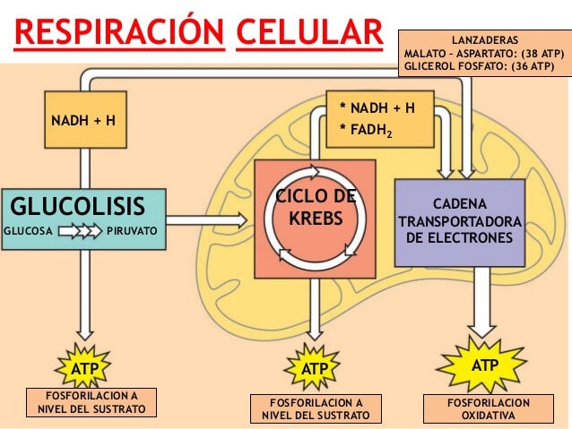 Ciclo De Krebs Explicaci n Paso A Paso GBSORU