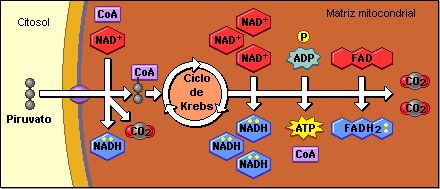 ciclo de krebs