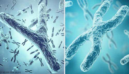 Origen genético del sexo: los cromosomas sexuales X e Y