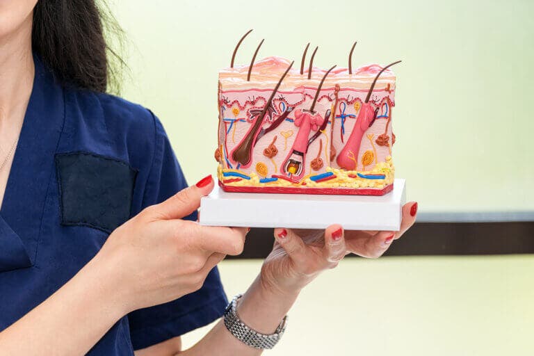 Anatomía de la piel