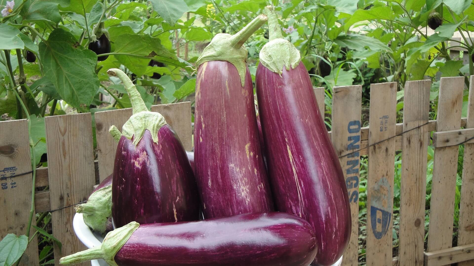 Frutas y verduras de otoño: berenjenas