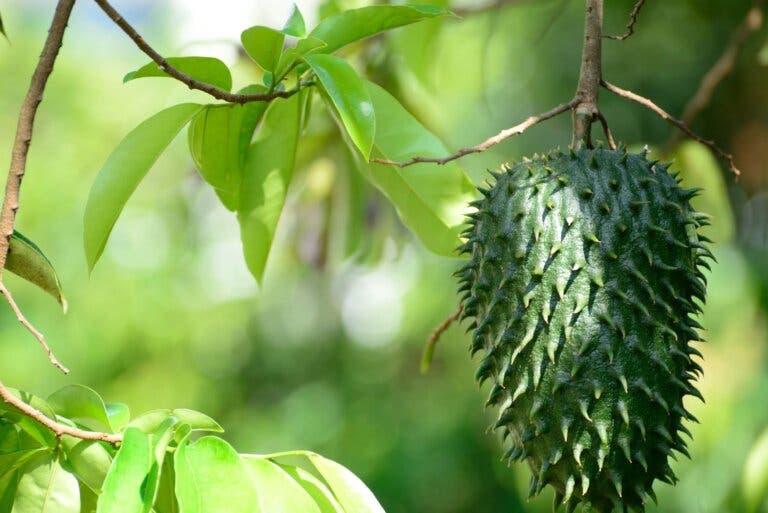 7 buenas razones para incluir guanábana en tu dieta