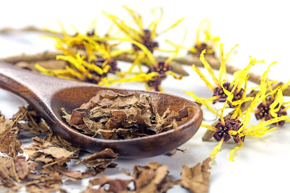 Infusión de hamamelis para aliviar el dolor de senos