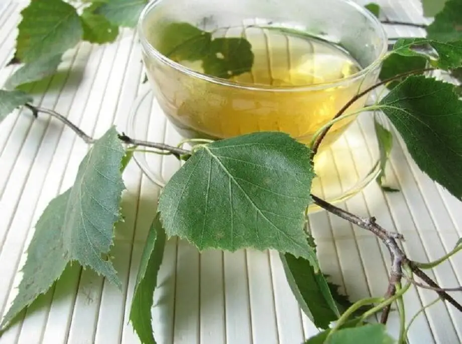 白樺の煎じ薬 膀胱炎