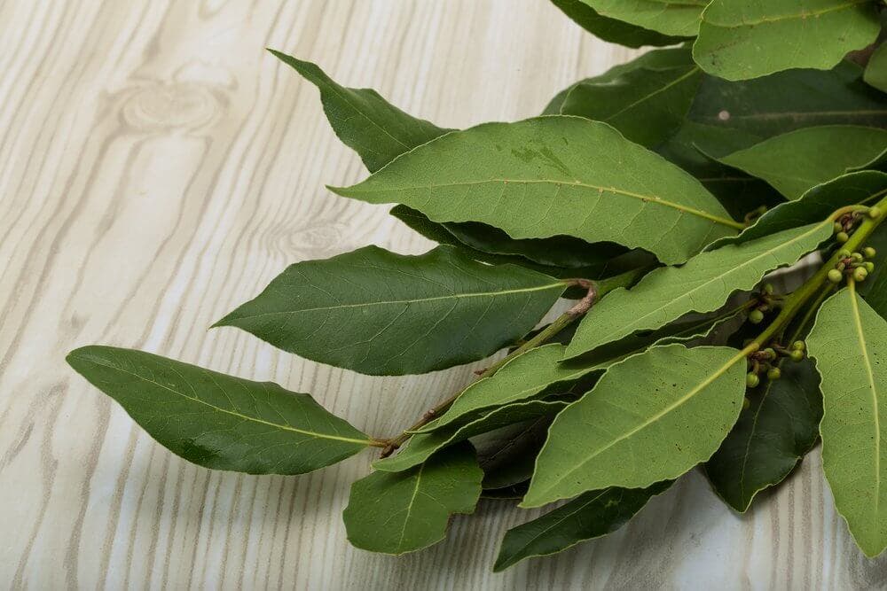 Laurel para la congestión en el pecho