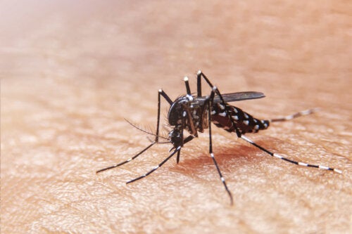 Dengue