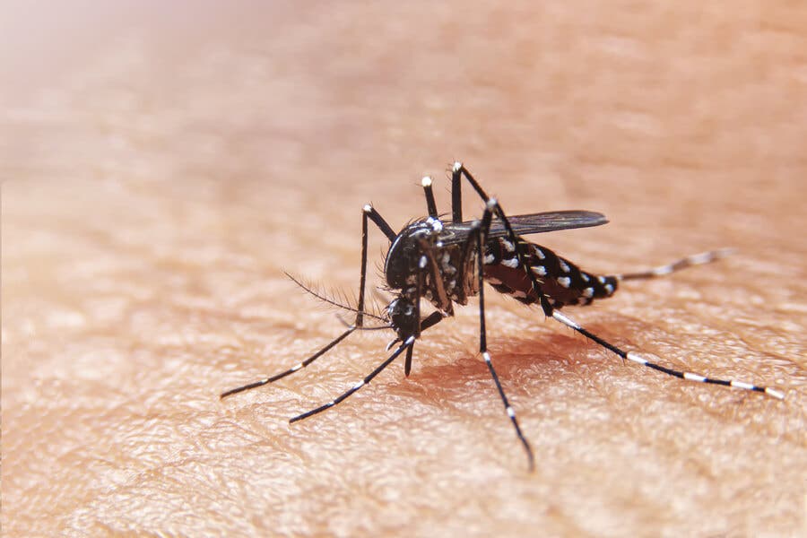 Dengue