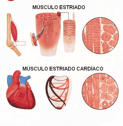 músculo estriado 6