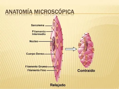 Anatomía del músculo liso.
