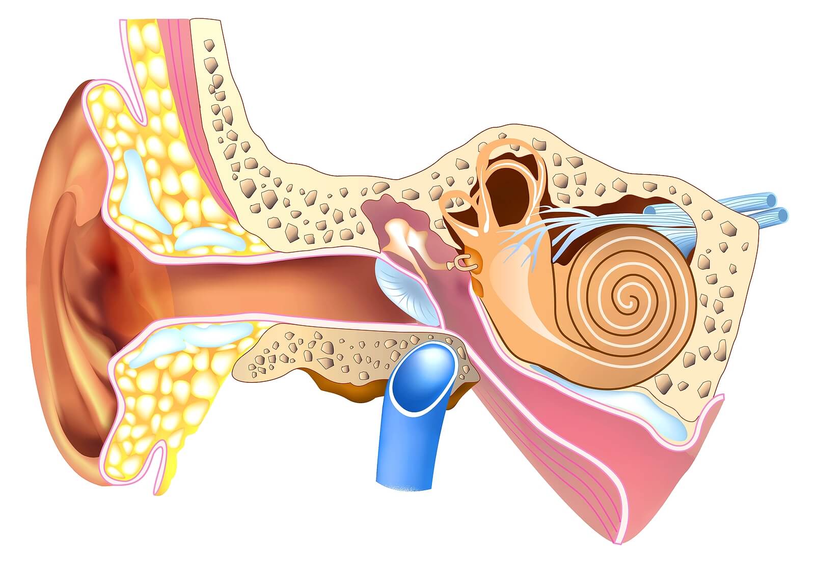 Anatomi av øret.