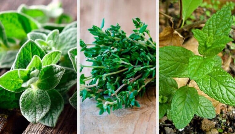 8 plantas aromáticas para el jardín