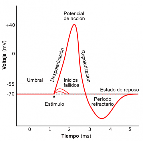 potencial-de-accion