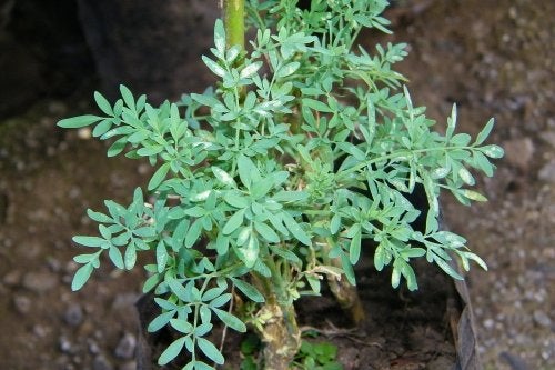 plantas abortivas prohibidas en el embarazo mejor con salud plantas abortivas prohibidas en el