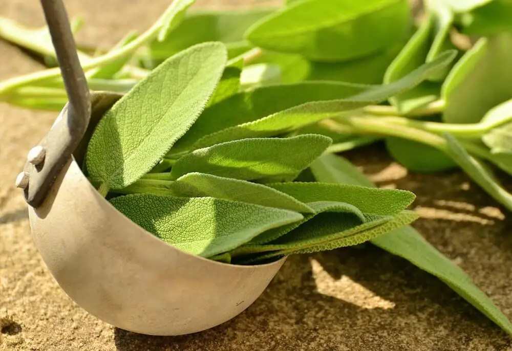 Salvia, recomendada para mejorar la memoria