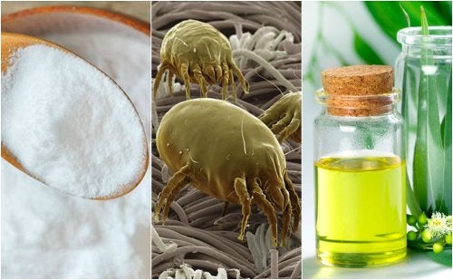 4 soluciones efectivas para eliminar los ácaros de tu hogar