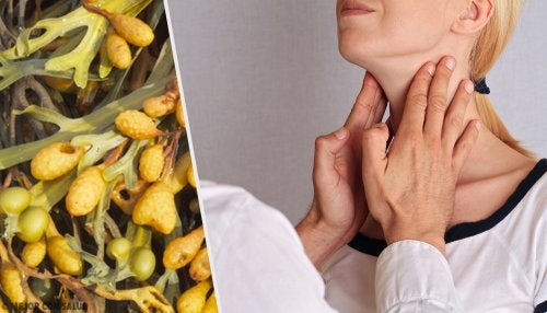 Beneficios medicinales del fucus