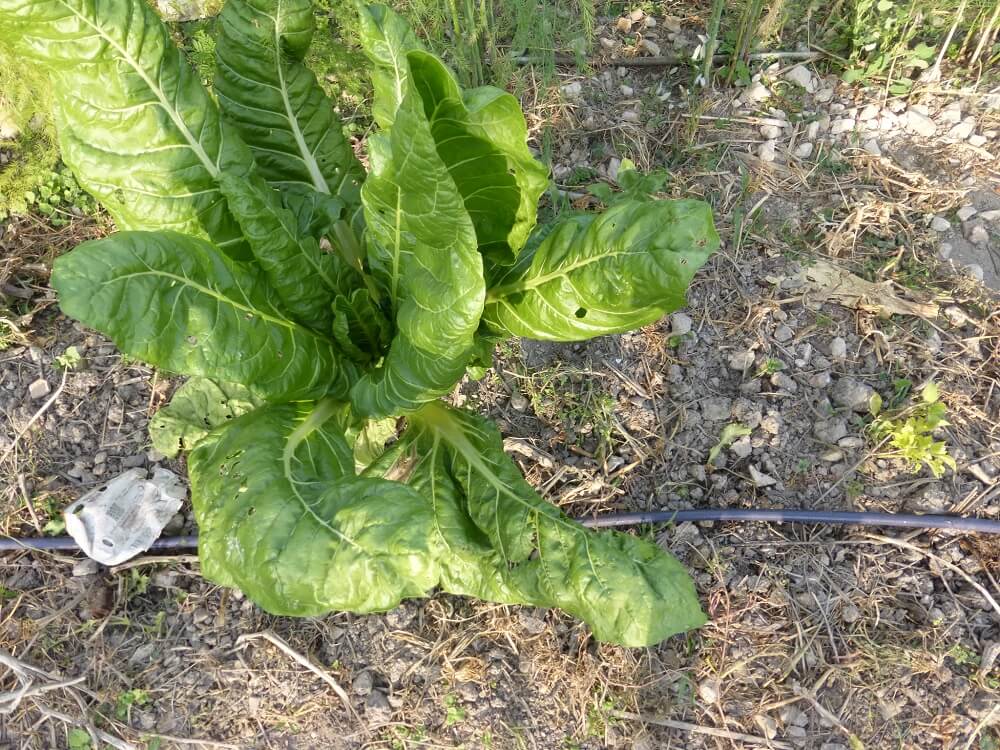 Acelga silvestre (Beta vulgaris)