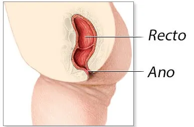 Anatomía del ano y el recto
