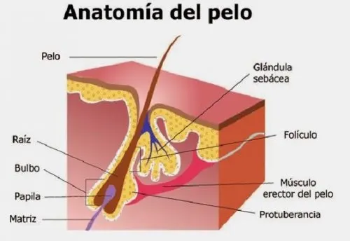 Anatomía del folículo piloso
