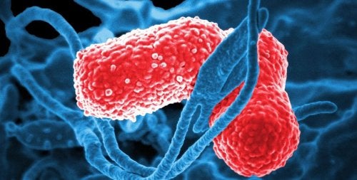 Clamidiasis: qué es y en qué consiste